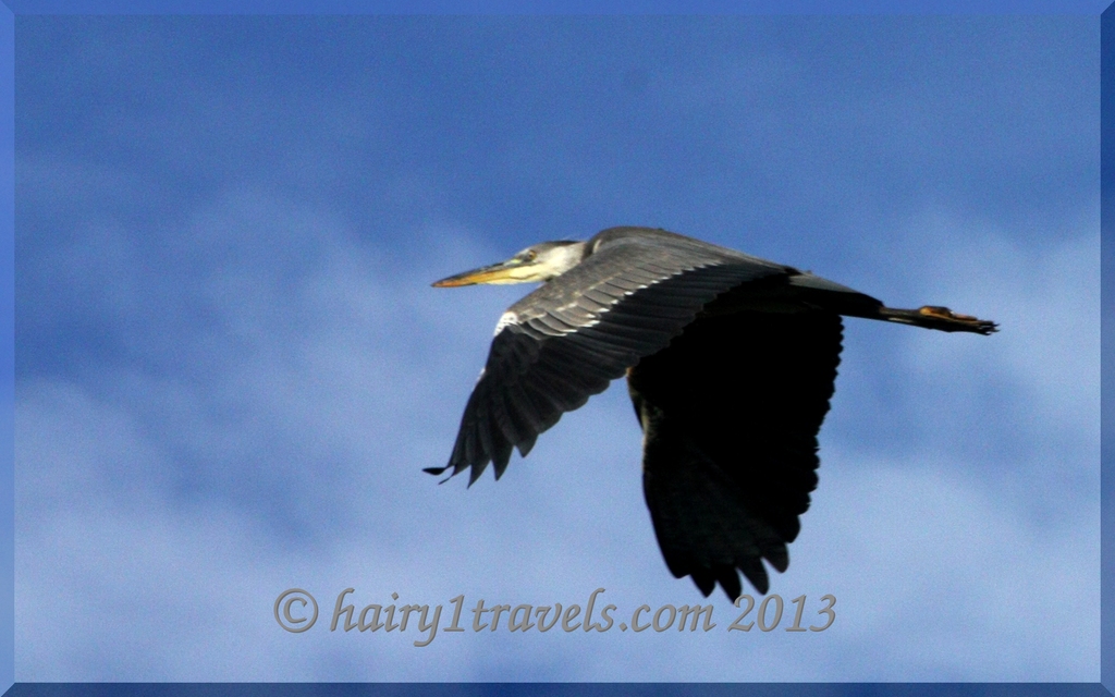 Grey Heron in Flight