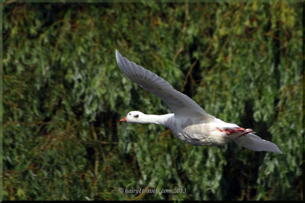 white goose in flight