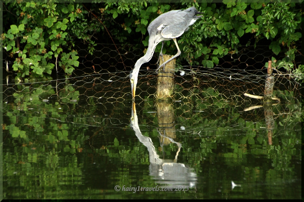 Grey Heron catching fish.