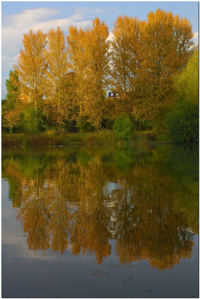 Autumn tsunset tree relections