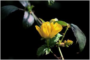 Yellow rose in the spring sunshine