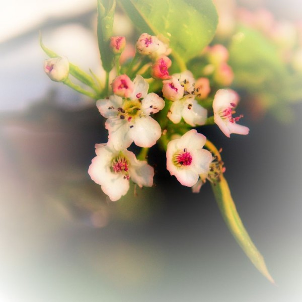 Pretty cherry blossom flower catching beautiful evening light.