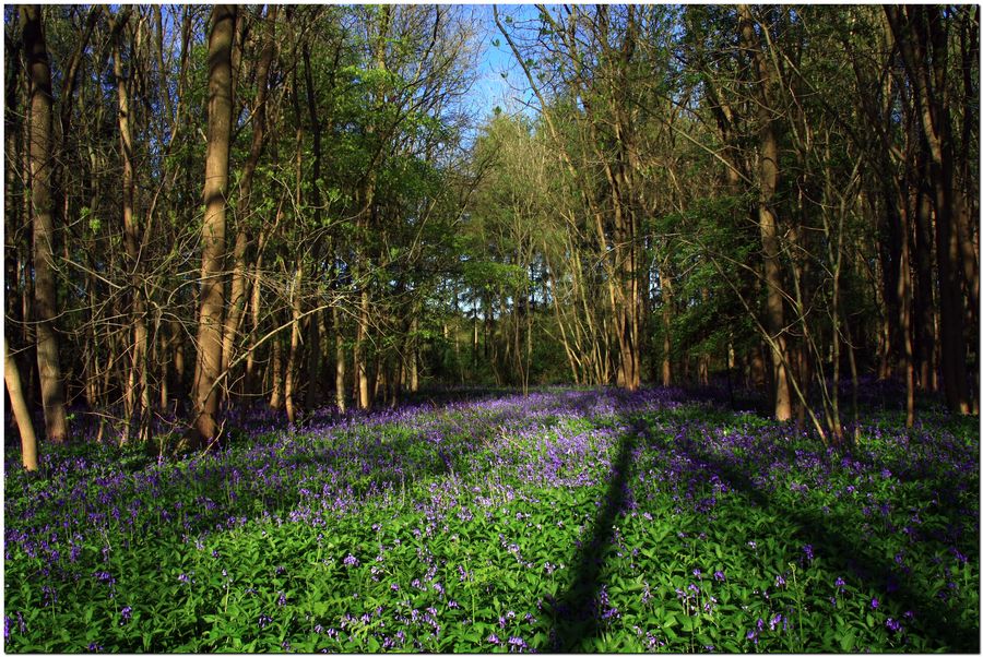 Bluebells Everywhere
