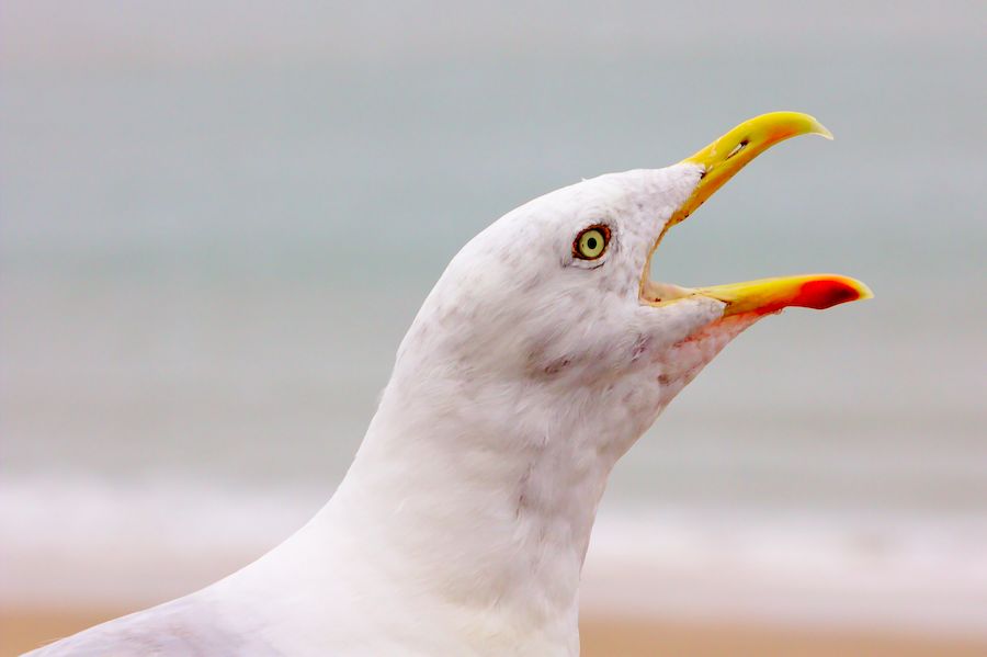 Hungry Seagull