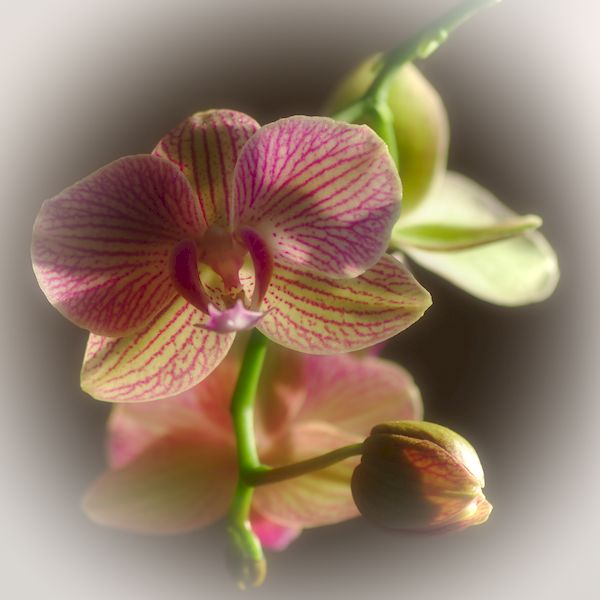 Changing Light on an&nbsp;Orchid