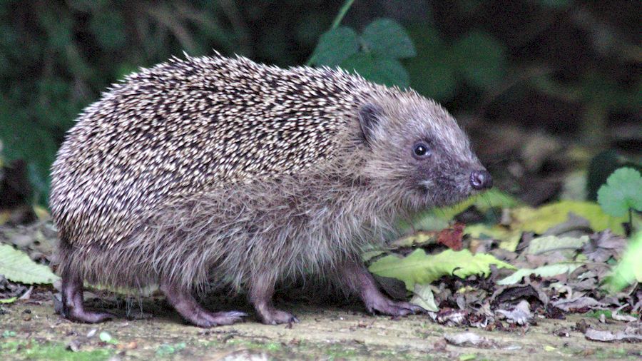 Hedgehog in the&nbsp;Garden