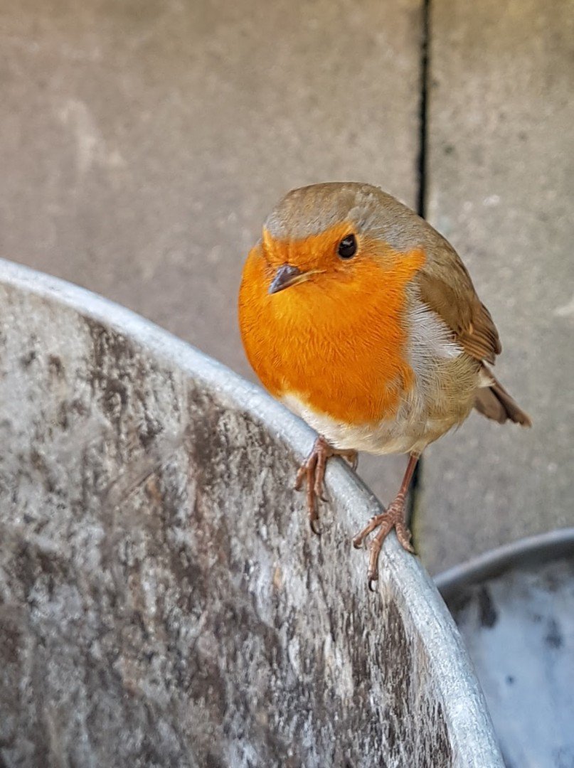 Industrial robin outside a factory