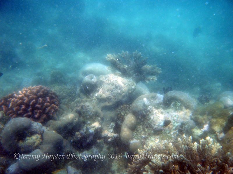 Vilanculos 2015 - snorkelling at Two Mile Reef