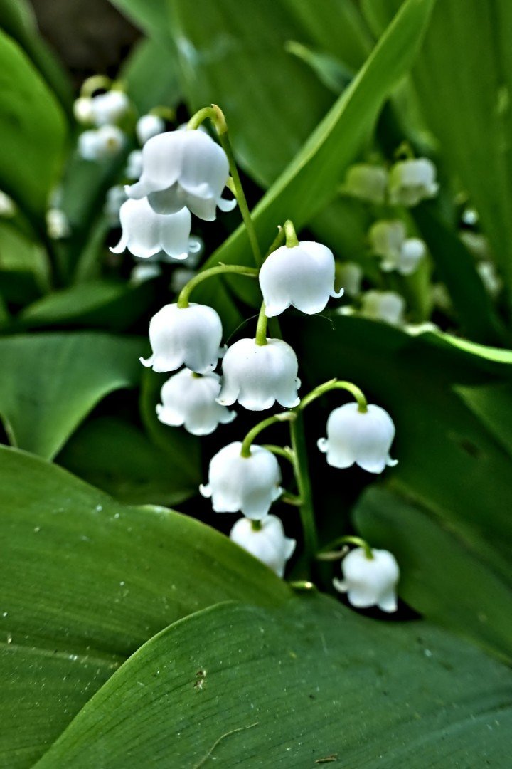 Lily of the valley flowers, white bells against dark green leaves.