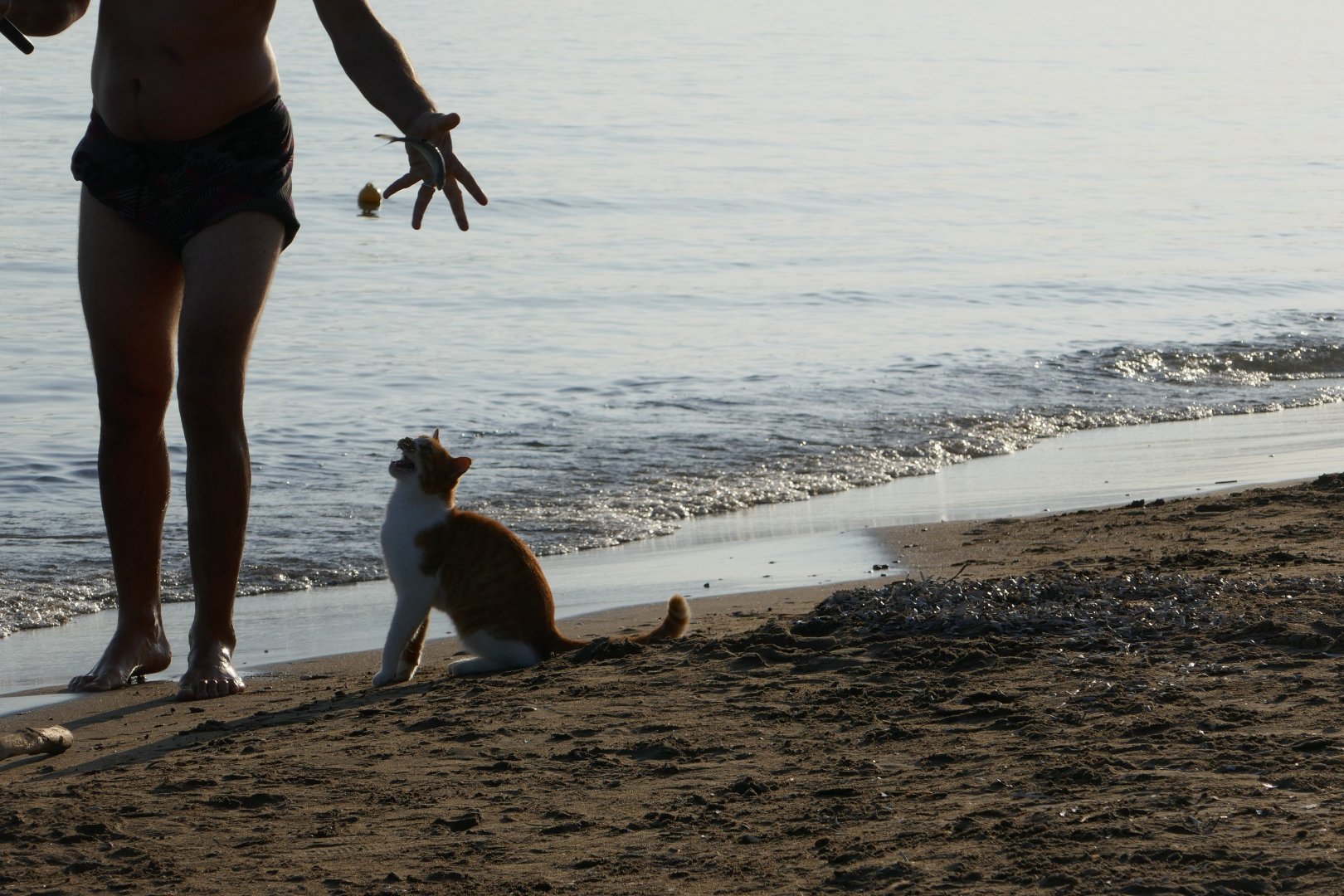 His human caught him a fish - Kalamaki beach, Zakynthos