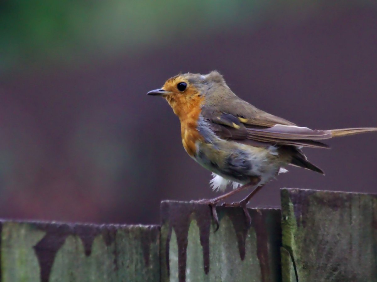 Red Robin On A Fence in Strong&nbsp;Wind