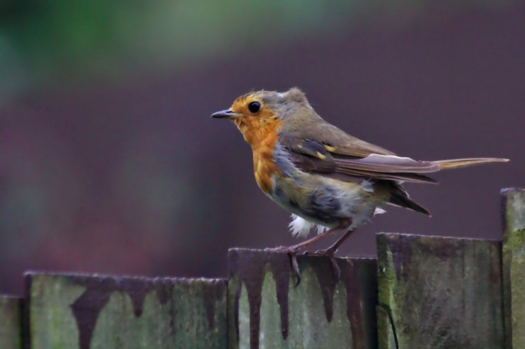 Red Robin On A Fence in Strong&nbsp;Wind