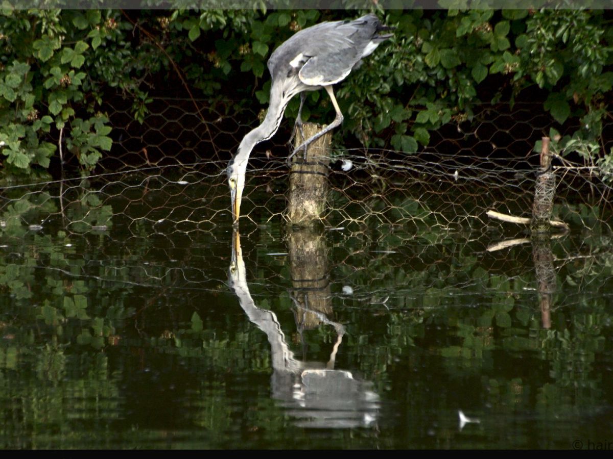 Hunting a Grey Heron at the&nbsp;Lake