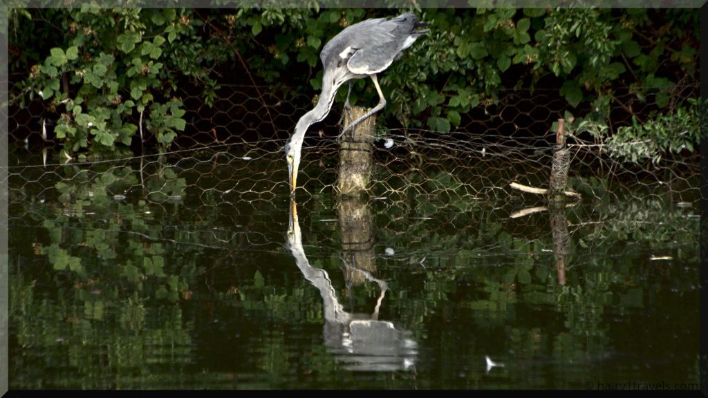 Hunting a Grey Heron at the Lake