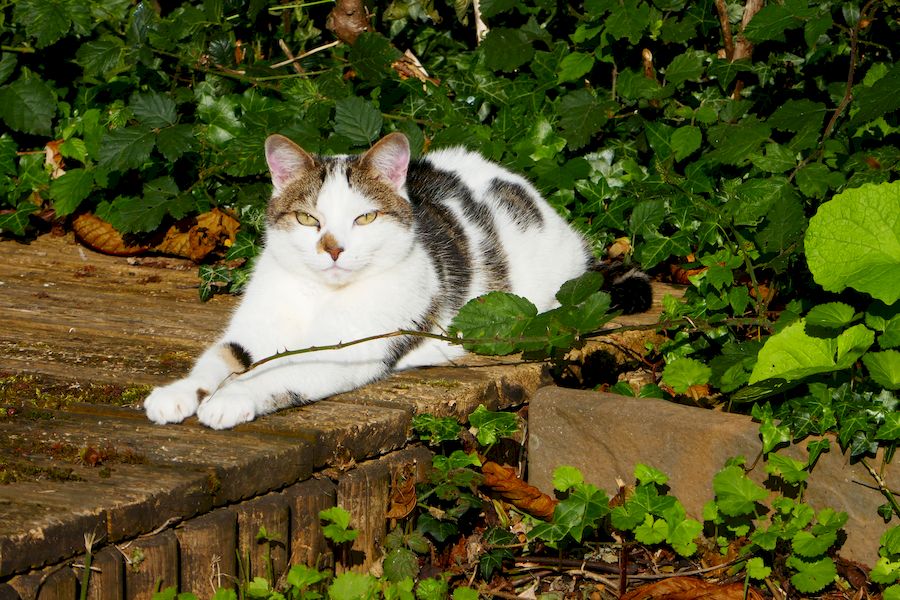 Happy Cat in the sun