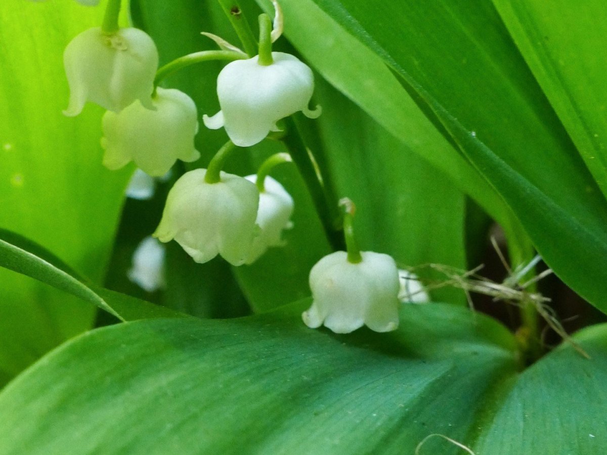 Lily of the Valley in the&nbsp;Garden