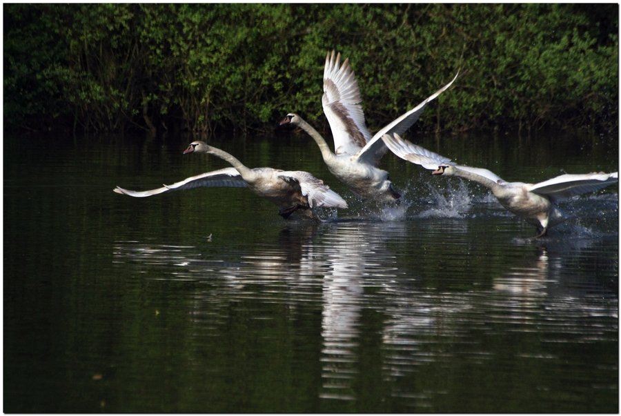 Swan Take-Off