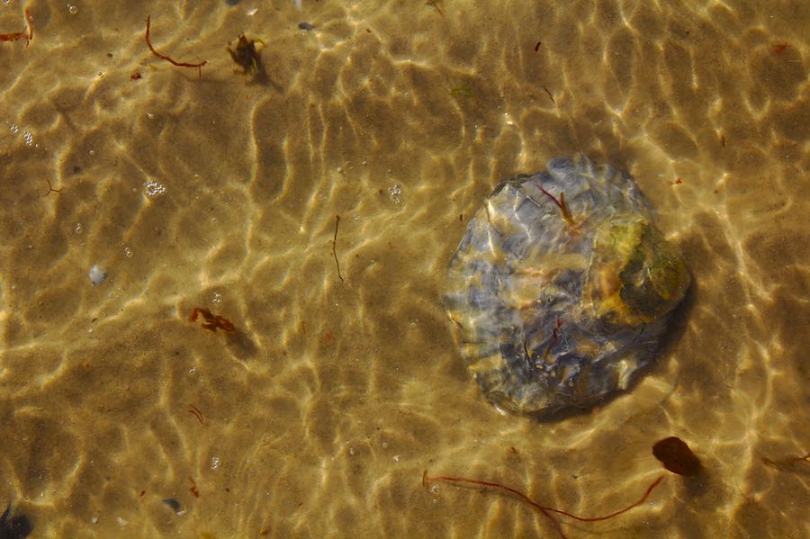 Seashell on a sunny beach on the Isle of Wight,