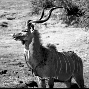 A Kudu Bull profile, in Hawange National Park, Zimbabwe