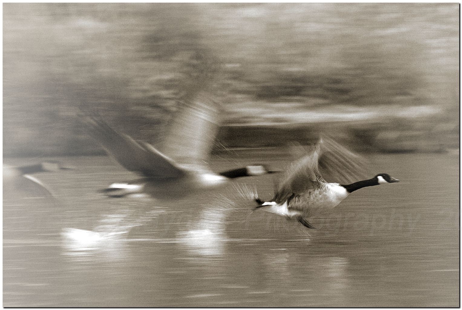Canada Geese taking off in a blur of feathers.