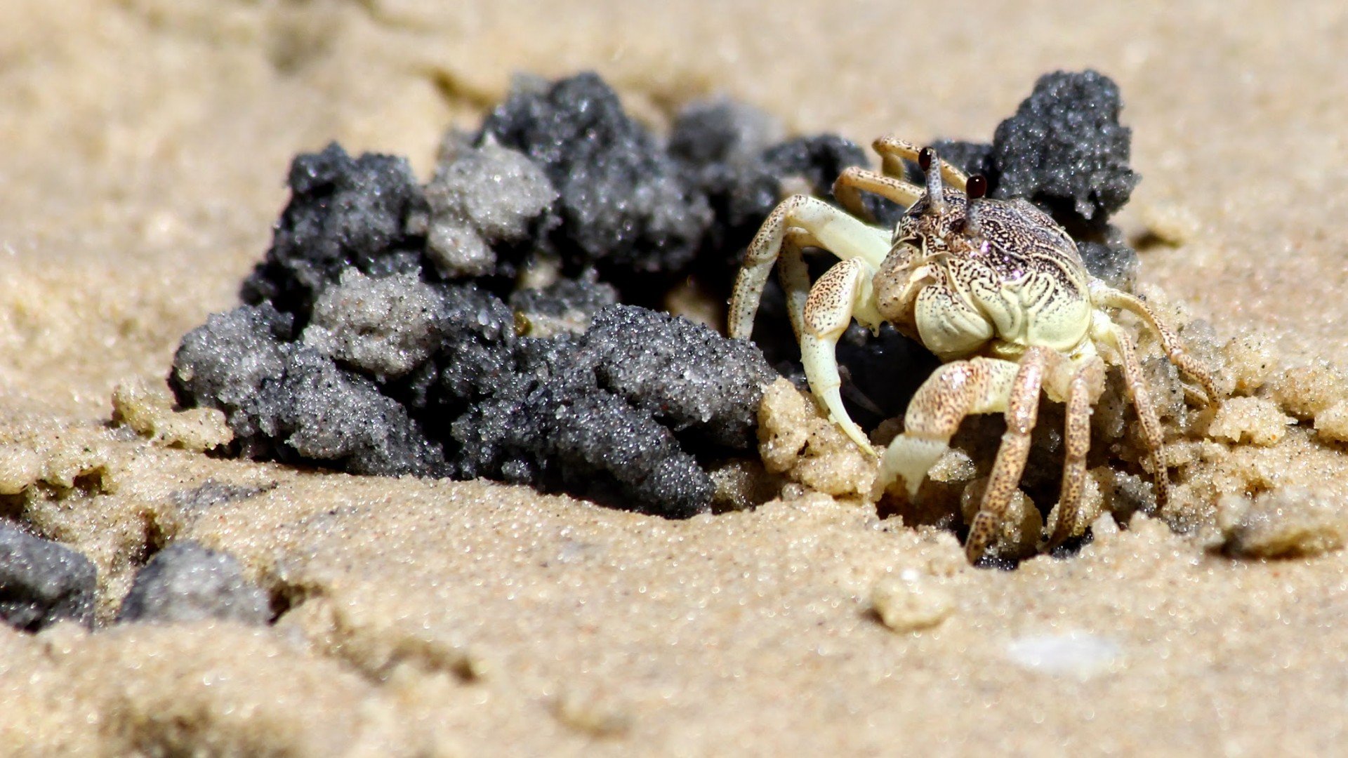 Little Crab on the Beach at Vilanculos