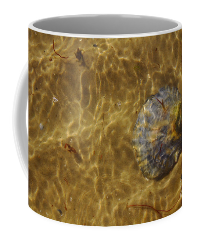 An 11 or 15 oz seashell coffee mug from jeremy-hayden.pixels,com