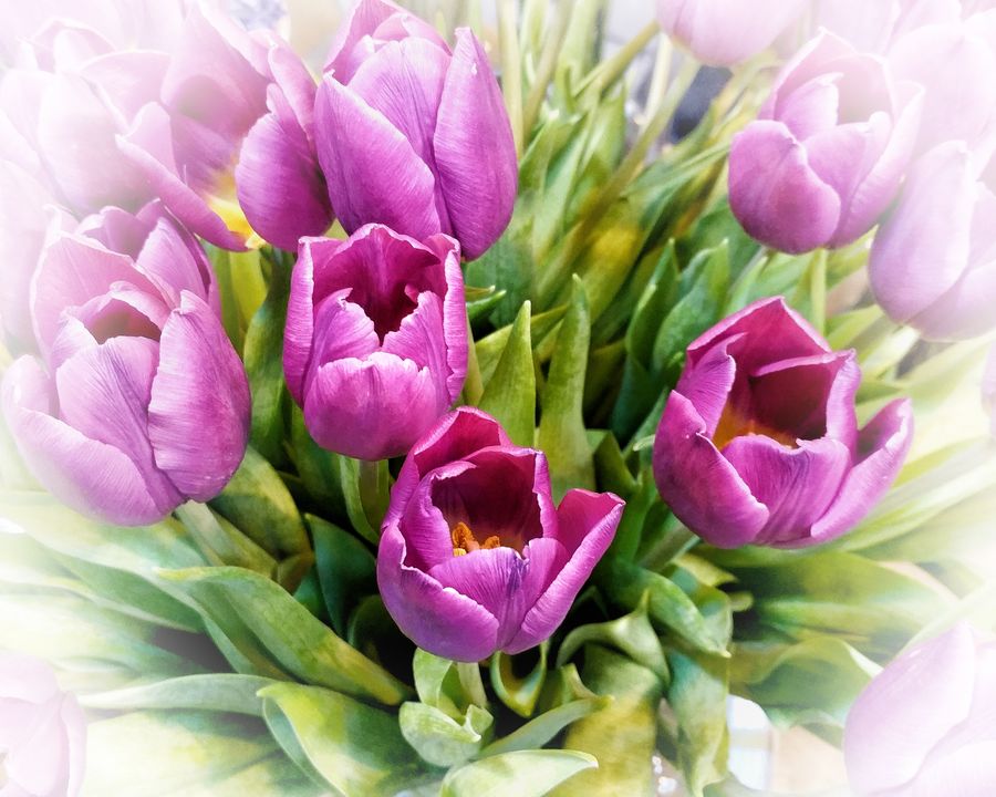 Beautiful Flowers – Tulips – Travels of the Hairy&nbsp;One