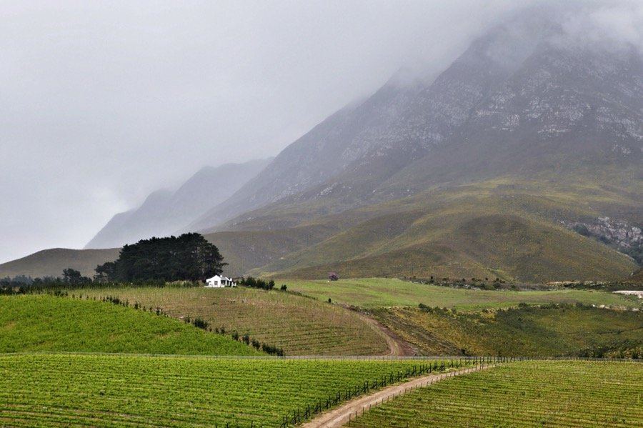 In the winelands near Hermanus, this was our view over lunch.
