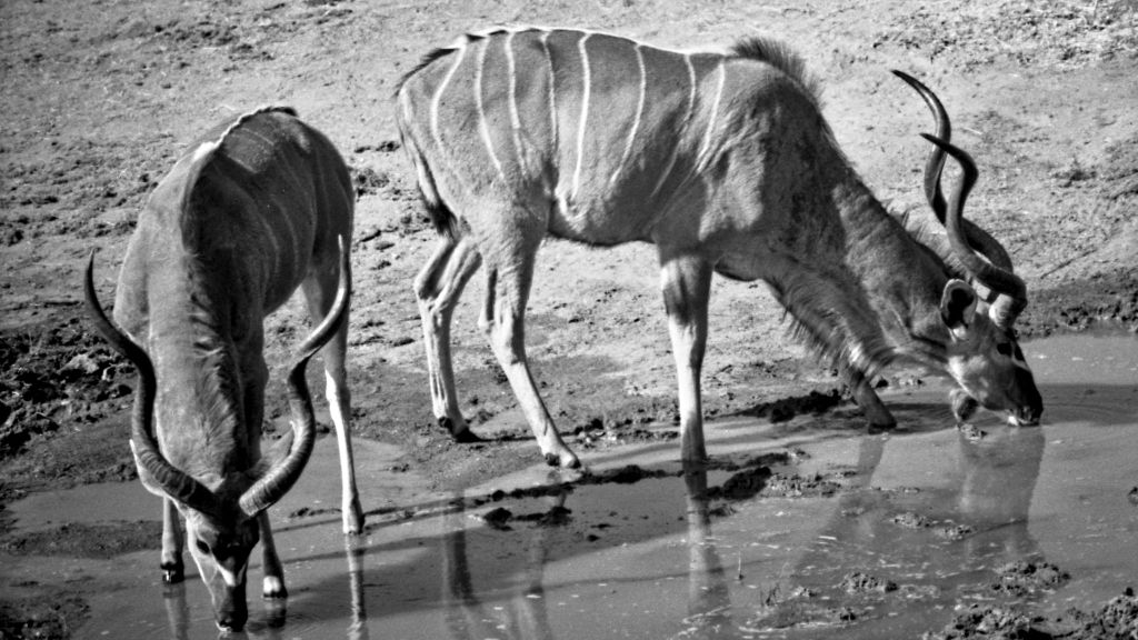Kudu in Hwange