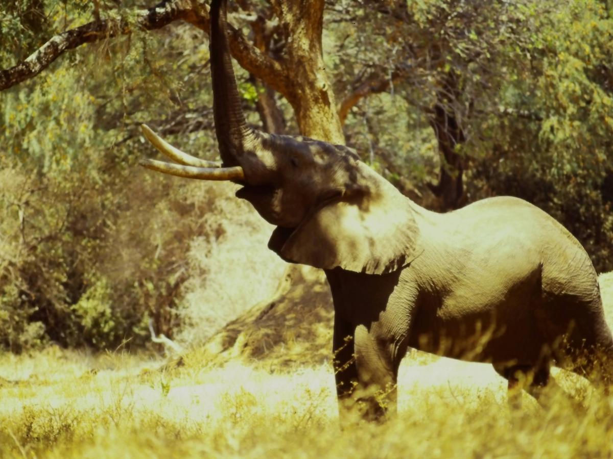 Mana Pools Elephant Stretching for&nbsp;food