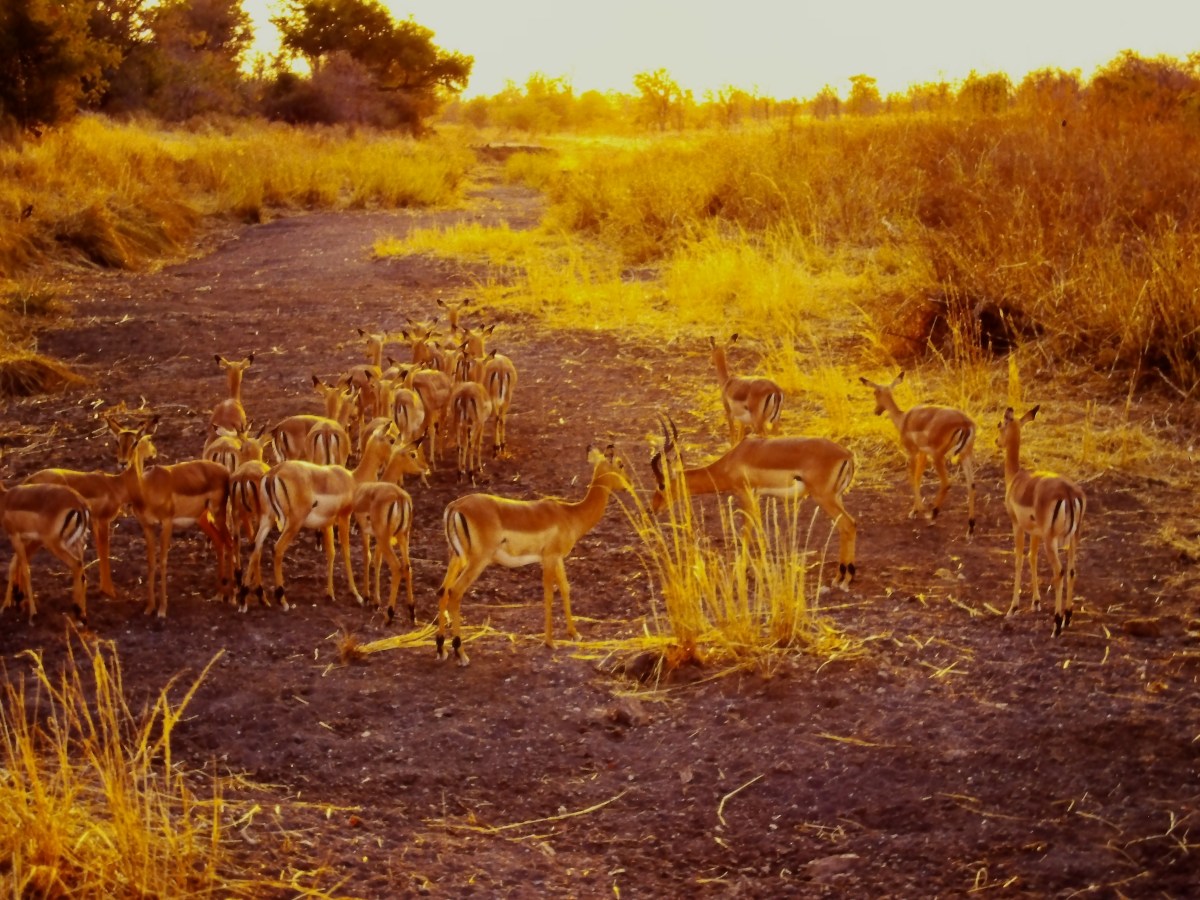 Hwange Impala Herd in Morning&nbsp;Light