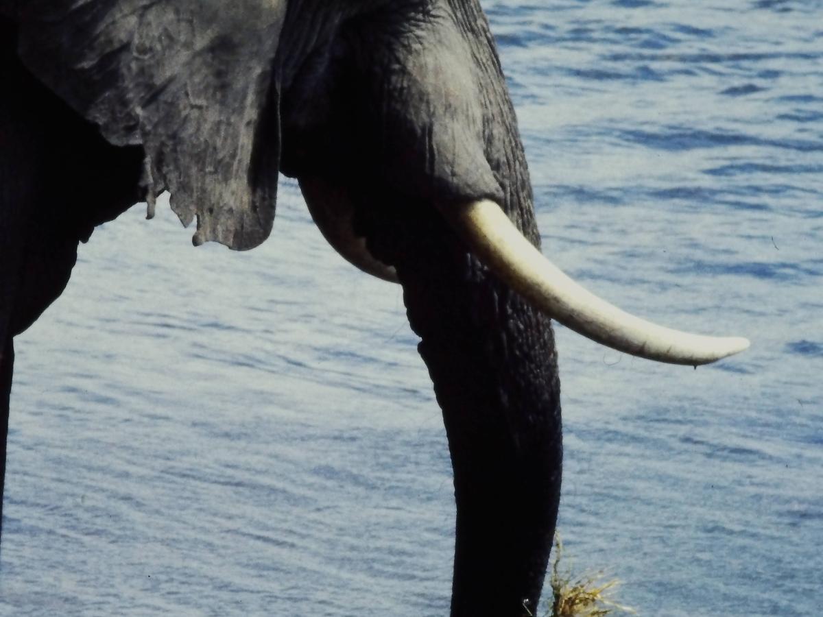 Mana Pools Elephant and Zambezi&nbsp;River