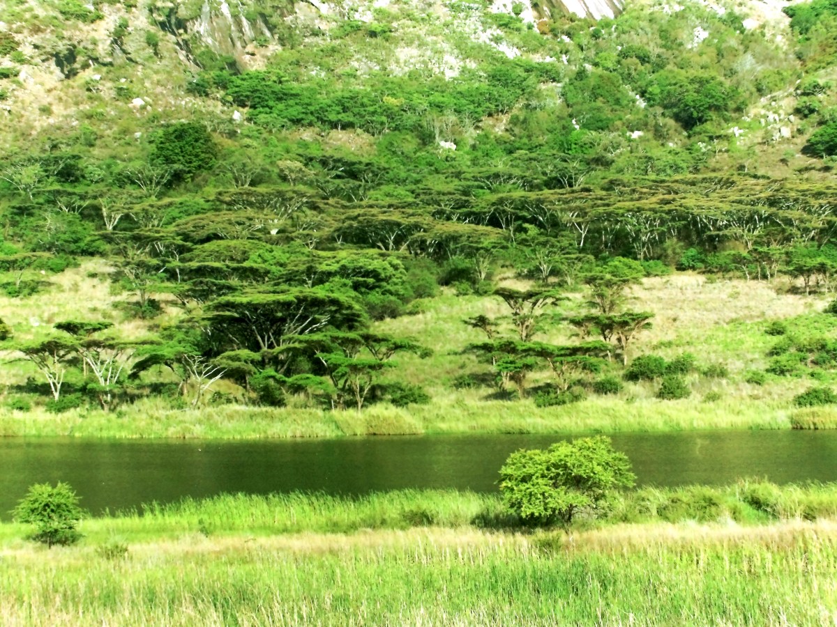 Udu Dam Acacia&nbsp;Trees